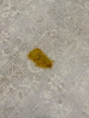 Small spot of yellow dog vomit on a neutral rug before it was cleaned